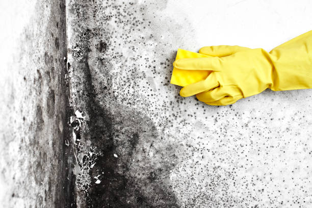 Best Certified Mold Removal  in Sierra Vista Southeast, AZ